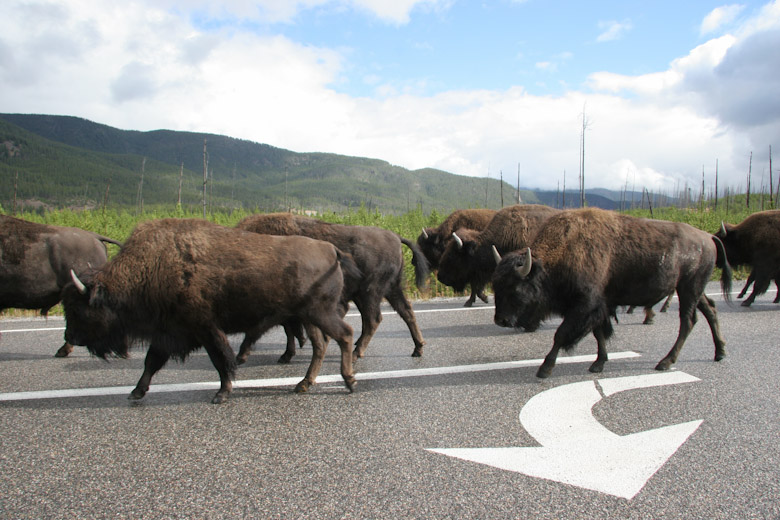 Click to view fullsize /articlepics/4_yellowstonebyrv_image-15.jpg