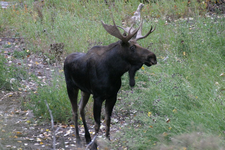 Click to view fullsize /articlepics/4_yellowstonebyrv_image-19.jpg