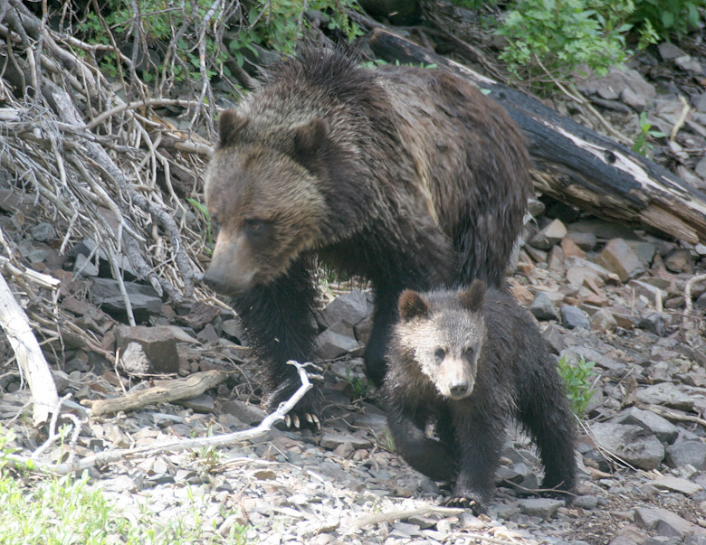 Click to view fullsize /articlepics/4_yellowstonebyrv_image-20.jpg