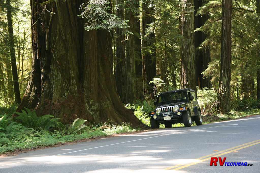 /articlepics/68_redwoods_image-6.jpg