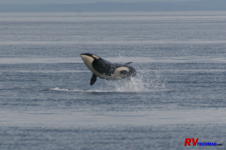 Click to view fullsize /articlepics/10_pacwest_image-58.jpg