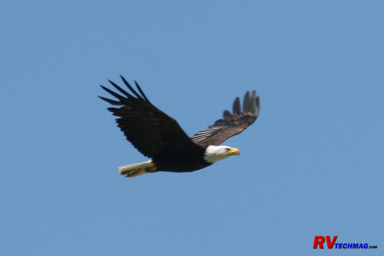 Bald Eagle