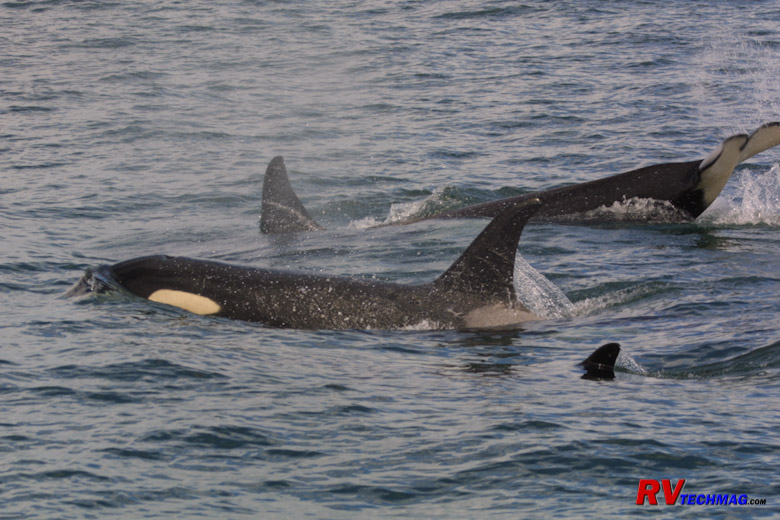 Click to view fullsize /articlepics/10_pacwest_image-62.jpg