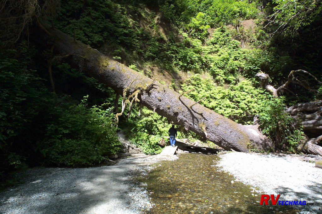 Click to view fullsize /articlepics/68_redwoods_image-10.jpg
