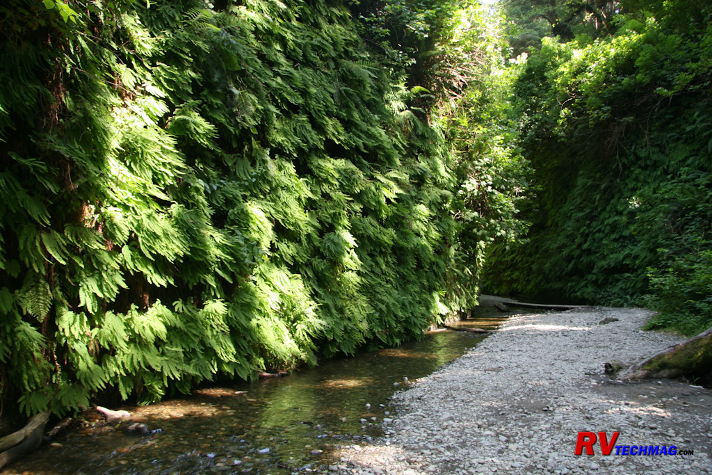 Click to view fullsize /articlepics/68_redwoods_image-11.jpg