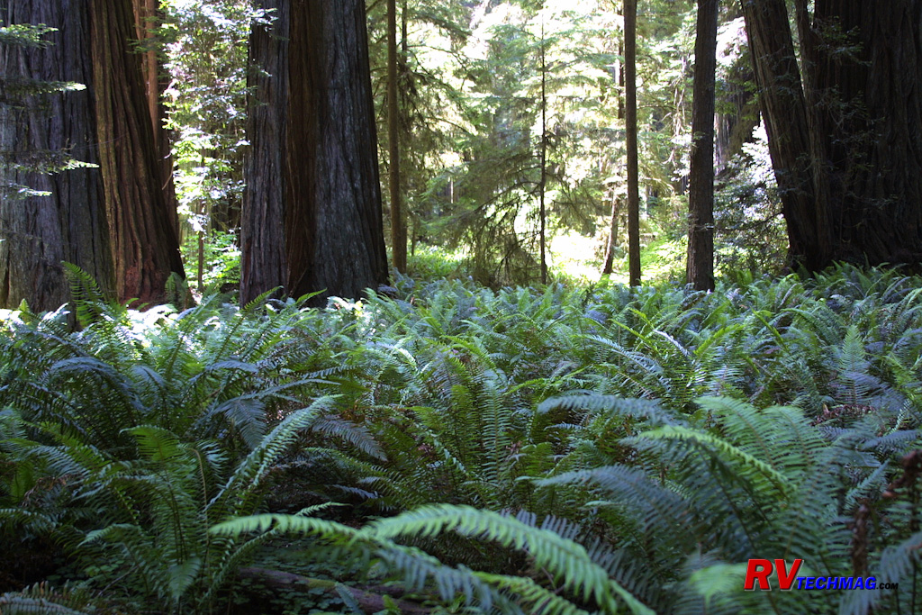 Click to view fullsize /articlepics/68_redwoods_image-16.jpg