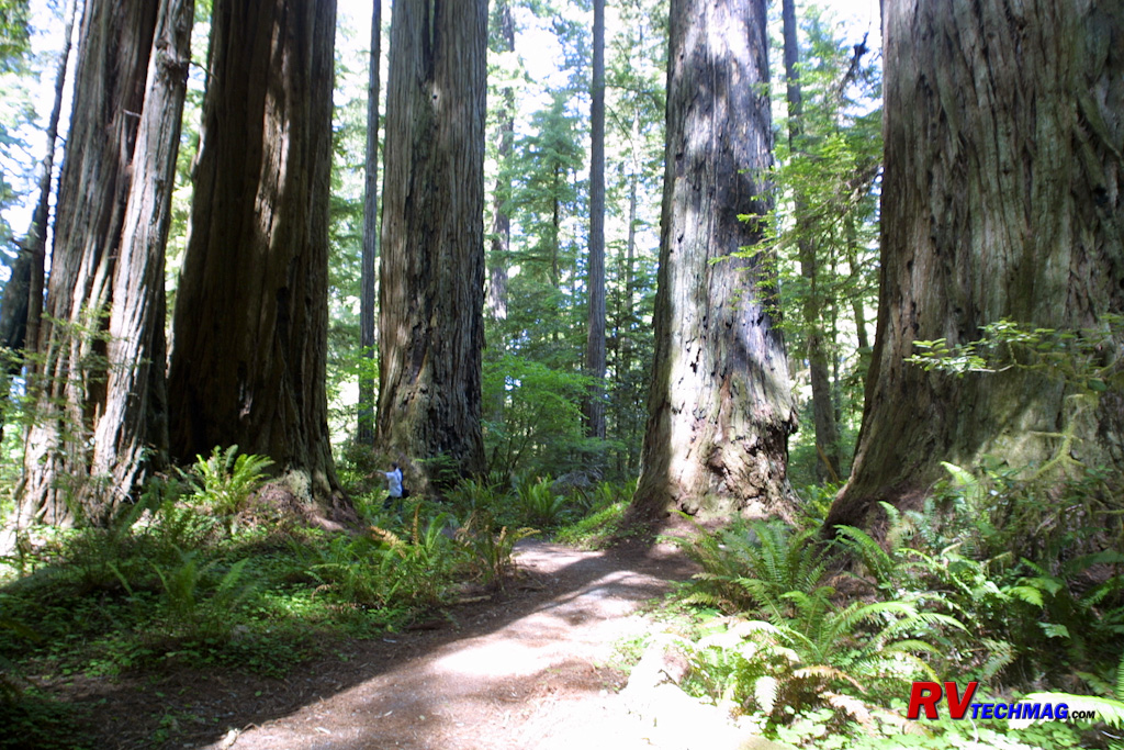 Click to view fullsize /articlepics/68_redwoods_image-17.jpg