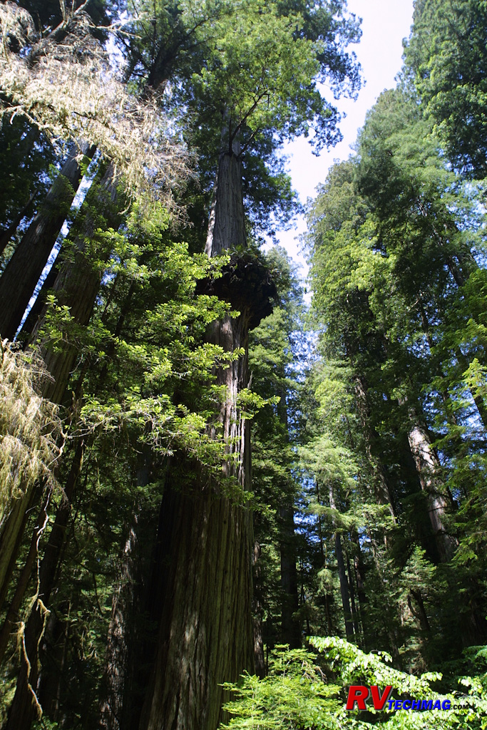 Click to view fullsize /articlepics/68_redwoods_image-2.jpg
