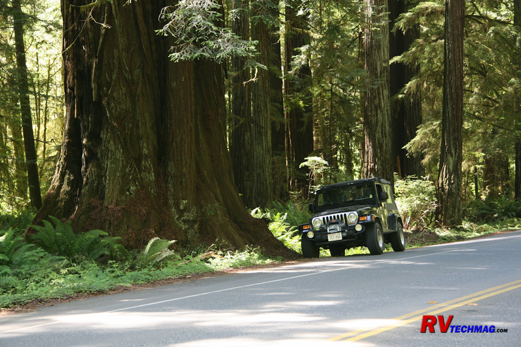 Click to view fullsize /articlepics/68_redwoods_image-6.jpg